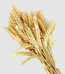 bti体育平台·(中国)官方网站