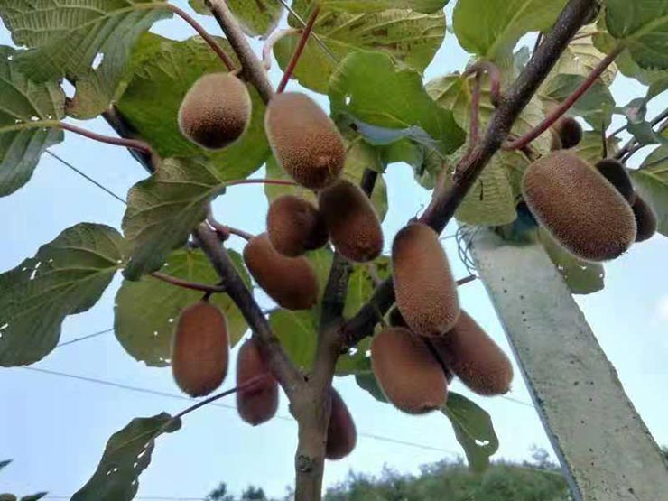 bti体育平台·(中国)官方网站