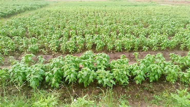 bti体育平台·(中国)官方网站