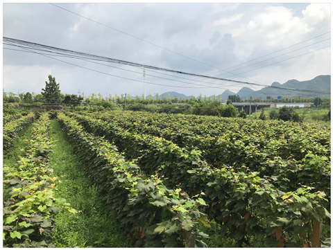 bti体育平台·(中国)官方网站